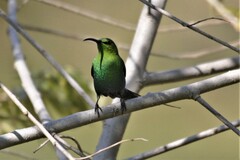 Nectarinia famosa famosa