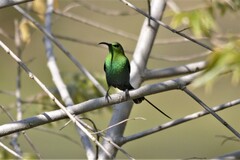 Nectarinia famosa famosa