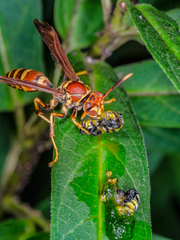 Polistes exclamans