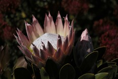 Protea cynaroides