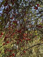 Malus prunifolia