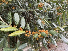 Ilex cornuta