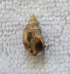 Ilyanassa trivittata