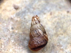 Cochlicella