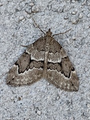 Thera juniperata