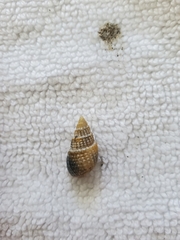 Ilyanassa trivittata