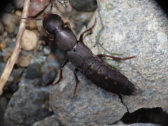 Ocypus aethiops