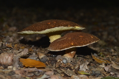 Suillus cavipes