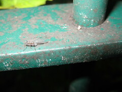 Tuberolachnus salignus