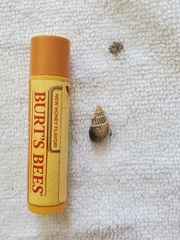 Ilyanassa trivittata