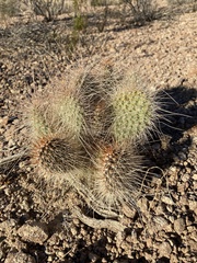 Opuntia polyacantha erinacea