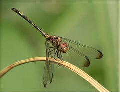 Dythemis sterilis