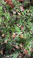 Oplismenus hirtellus