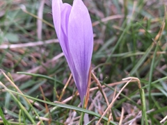 Crocus serotinus