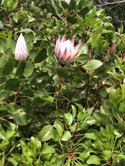 Protea cynaroides