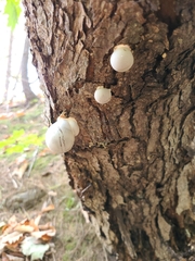 Cryptoporus volvatus