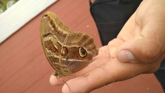 Eryphanis aesacus