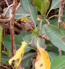 Aratus pisonii