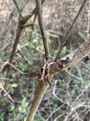 Spodoptera dolichos
