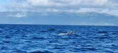 Grampus griseus