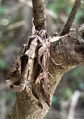 Spodoptera dolichos