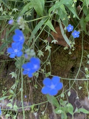 Omphalodes nitida