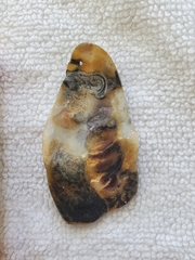 Crassostrea virginica