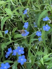 Omphalodes nitida