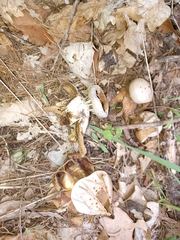 Myriostoma coliforme