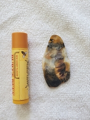 Crassostrea virginica