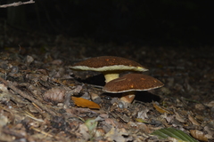 Suillus cavipes