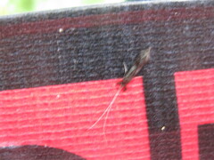 Mystacides azureus