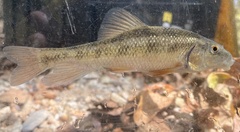 Erimyzon claviformis