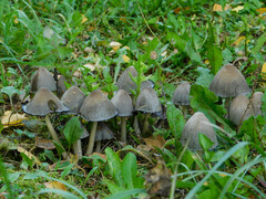 Coprinopsis atramentaria