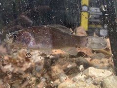 Aphredoderus sayanus