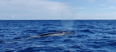 Balaenoptera borealis
