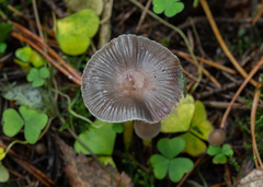 Mycena epipterygia