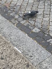 Columba livia domestica