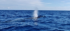 Balaenoptera borealis