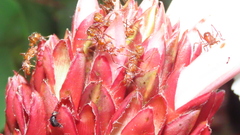 Ectatomma tuberculatum