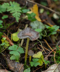 Mycena epipterygia