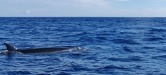 Balaenoptera borealis