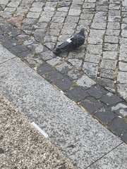 Columba livia domestica