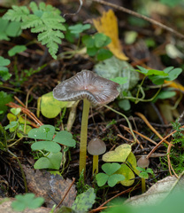 Mycena epipterygia