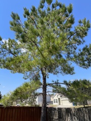 Pinus taeda