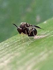 Eucharitidae