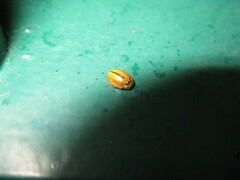 Aphidecta obliterata