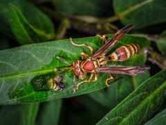 Polistes exclamans