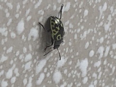 Zygogramma signatipennis