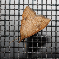 Udea profundalis